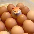 Shiba Inu Realistic Egg Replica