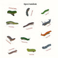 6pcs Caterpillar Hair Clips